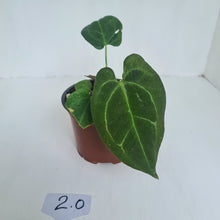 Load image into Gallery viewer, #2 Anthurium &#39;Dark Night&#39;