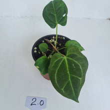 Load image into Gallery viewer, #2 Anthurium &#39;Dark Night&#39;
