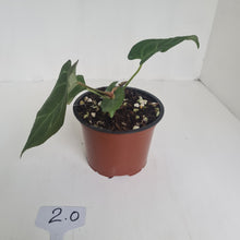 Load image into Gallery viewer, #2 Anthurium &#39;Dark Night&#39;