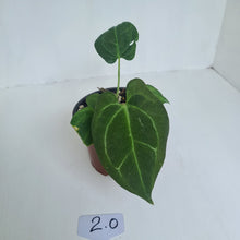 Load image into Gallery viewer, #2 Anthurium &#39;Dark Night&#39;
