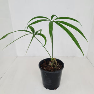 Anthurium Polydactylum - Well rooted cutting