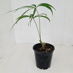 Anthurium Polydactylum - Well rooted cutting