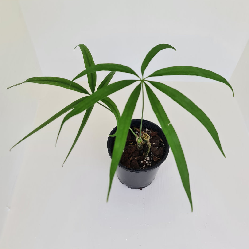 Anthurium Polydactylum - Well rooted cutting