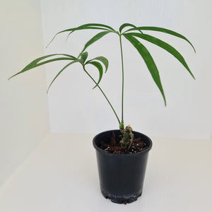 Anthurium Polydactylum - Well rooted cutting