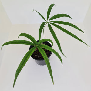 Anthurium Polydactylum - Well rooted cutting