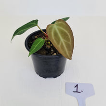 Load image into Gallery viewer, #1 Anthurium Magnificum Hybrid x - Seedling