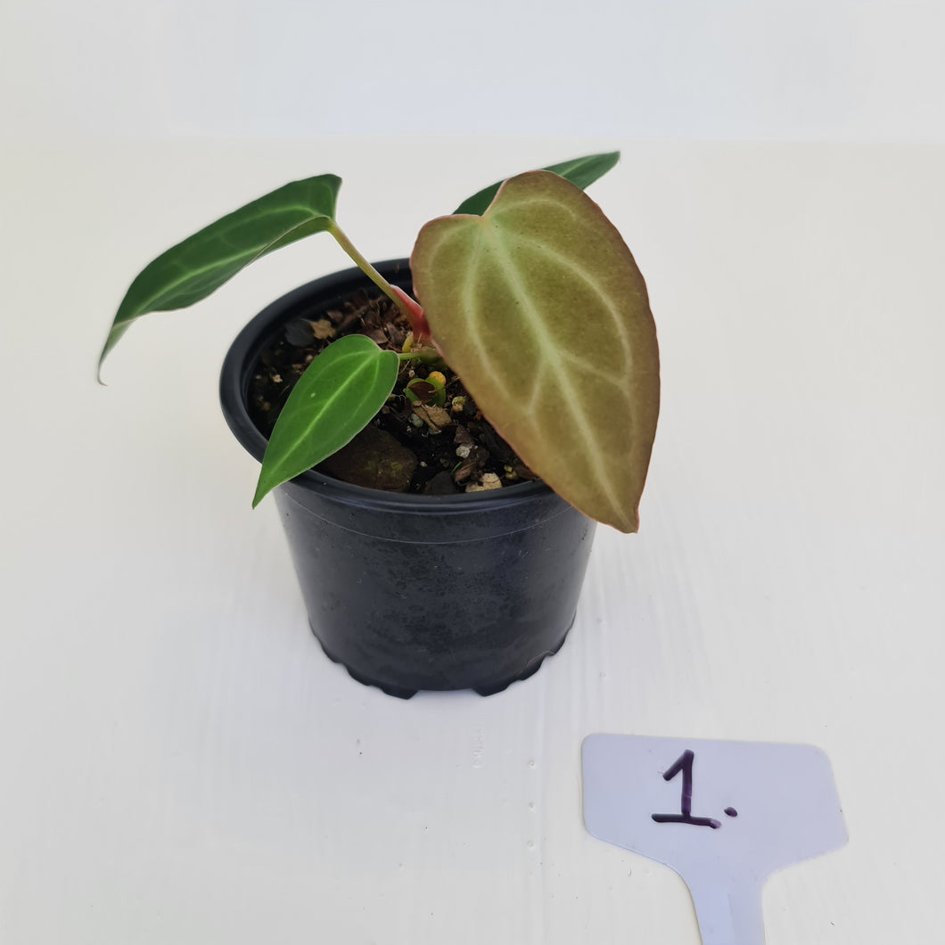 #1 Anthurium Magnificum Hybrid x - Seedling