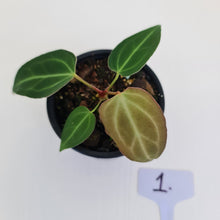 Load image into Gallery viewer, #1 Anthurium Magnificum Hybrid x - Seedling