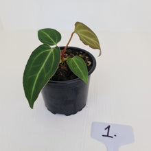 Load image into Gallery viewer, #1 Anthurium Magnificum Hybrid x - Seedling