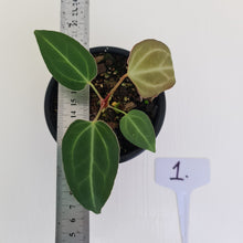 Load image into Gallery viewer, #1 Anthurium Magnificum Hybrid x - Seedling