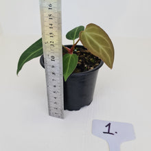 Load image into Gallery viewer, #1 Anthurium Magnificum Hybrid x - Seedling