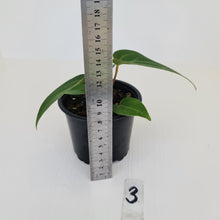 Load image into Gallery viewer, #3 Anthurium Magnificum Hybrid x - Seedling