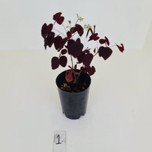 Load image into Gallery viewer, #1 Oxalis Hedysaroides - Fire Fern