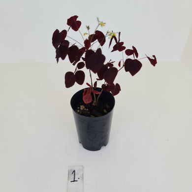 #1 Oxalis Hedysaroides - Fire Fern