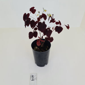 #1 Oxalis Hedysaroides - Fire Fern
