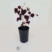 Load image into Gallery viewer, #1 Oxalis Hedysaroides - Fire Fern