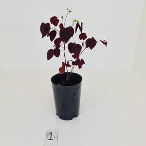 #1 Oxalis Hedysaroides - Fire Fern
