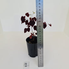 Load image into Gallery viewer, #1 Oxalis Hedysaroides - Fire Fern