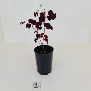 #1 Oxalis Hedysaroides - Fire Fern