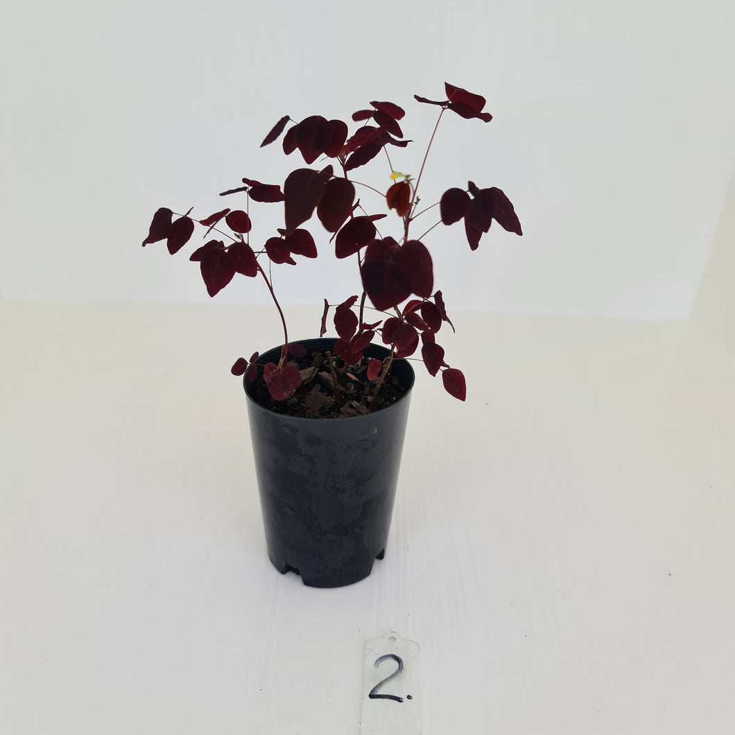 #2 Oxalis Hedysaroides - Fire Fern