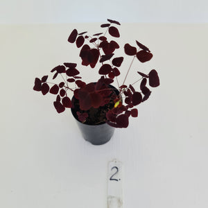 #2 Oxalis Hedysaroides - Fire Fern