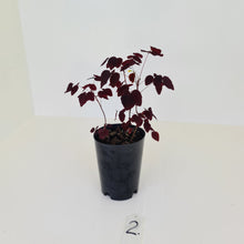 Load image into Gallery viewer, #2 Oxalis Hedysaroides - Fire Fern