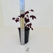 Load image into Gallery viewer, #2 Oxalis Hedysaroides - Fire Fern