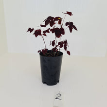 Load image into Gallery viewer, #2 Oxalis Hedysaroides - Fire Fern