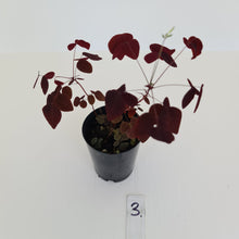 Load image into Gallery viewer, #3 Oxalis Hedysaroides - Fire Fern