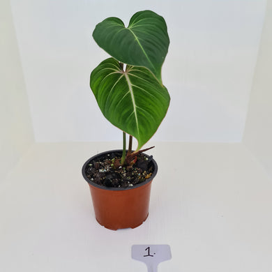 #1 Philodendron Gloriosum
