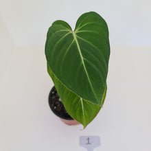 Load image into Gallery viewer, #1 Philodendron Gloriosum