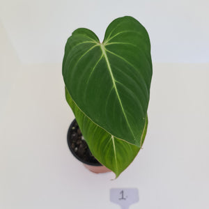 #1 Philodendron Gloriosum