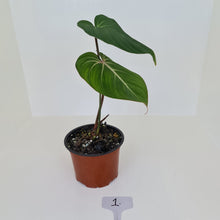 Load image into Gallery viewer, #1 Philodendron Gloriosum