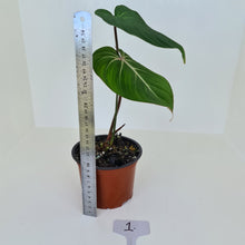 Load image into Gallery viewer, #1 Philodendron Gloriosum