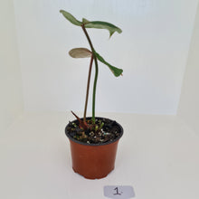 Load image into Gallery viewer, #1 Philodendron Gloriosum