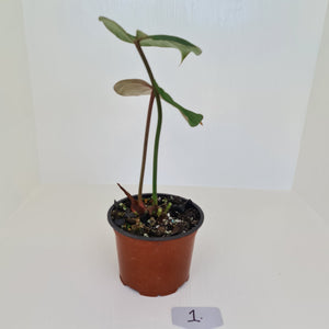 #1 Philodendron Gloriosum