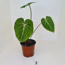 Load image into Gallery viewer, #2 Philodendron Gloriosum