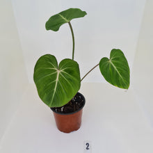 Load image into Gallery viewer, #2 Philodendron Gloriosum