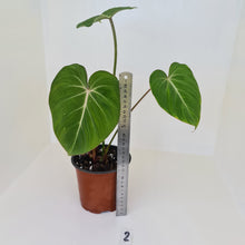 Load image into Gallery viewer, #2 Philodendron Gloriosum