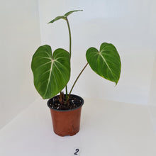 Load image into Gallery viewer, #2 Philodendron Gloriosum