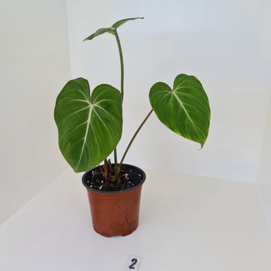 #2 Philodendron Gloriosum