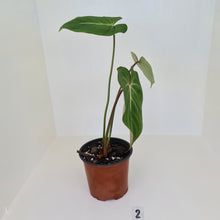Load image into Gallery viewer, #2 Philodendron Gloriosum