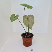 Load image into Gallery viewer, #2 Philodendron Gloriosum