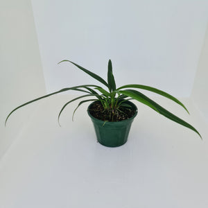 Anthurium Bakeri - Multiple heads