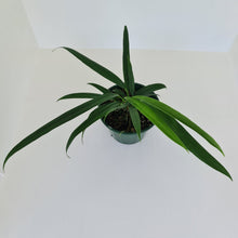 Load image into Gallery viewer, Anthurium Bakeri - Multiple heads
