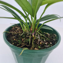 Load image into Gallery viewer, Anthurium Bakeri - Multiple heads