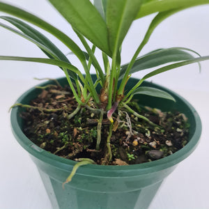 Anthurium Bakeri - Multiple heads