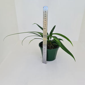 Anthurium Bakeri - Multiple heads
