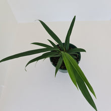 Load image into Gallery viewer, Anthurium Bakeri - Multiple heads