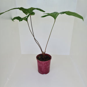 Anthurium Bogotense